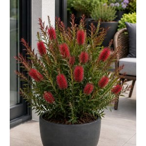 Tyčinkovec vŕbovitý (Callistemon viminalis) ´RED ROCKET´® - výška 10-20 cm, kont. C2L